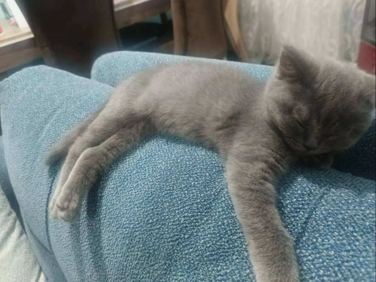 2 bucuk aylık dişi