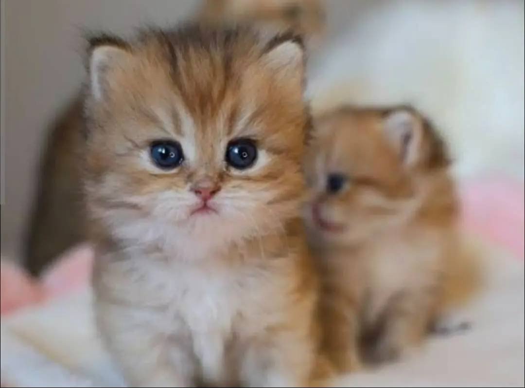 British golden ve blue yavrular