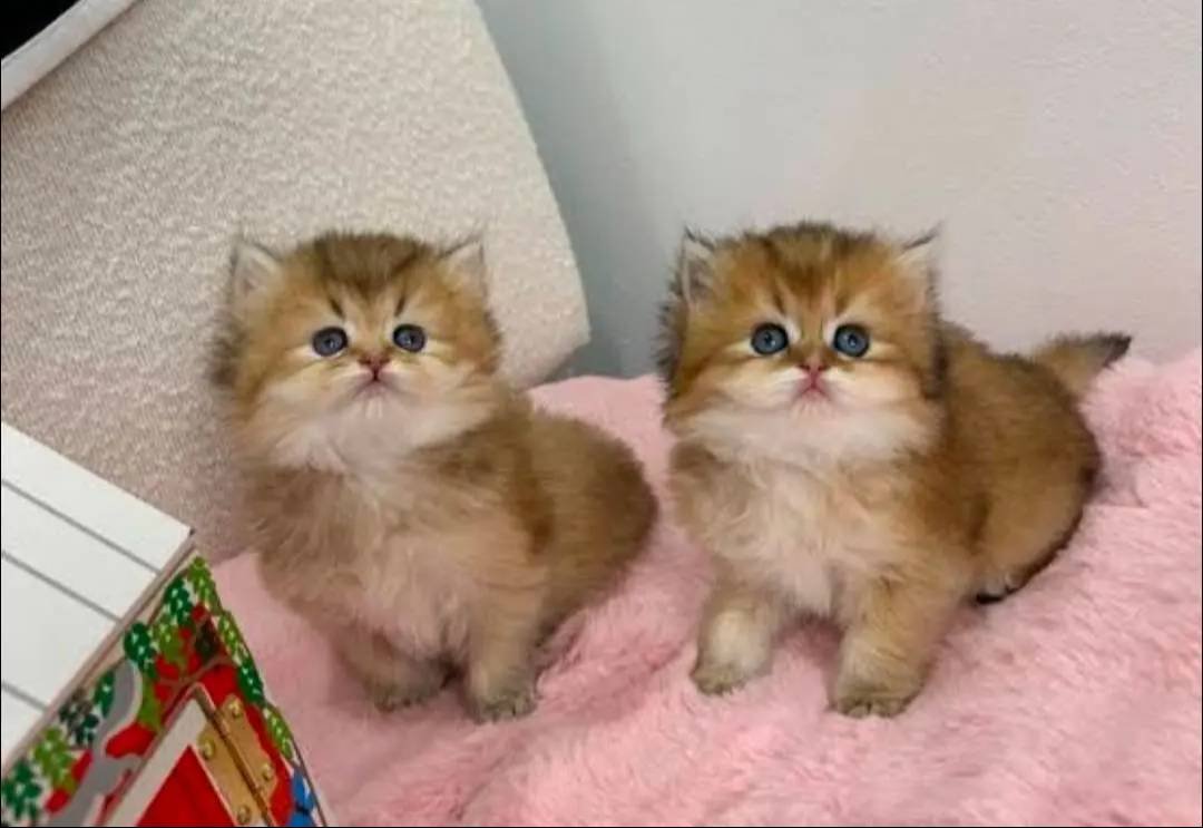 British golden ve blue yavrular