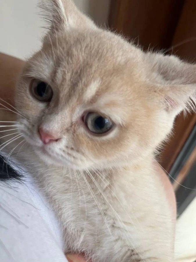 Sehir disina cikacagim icin acil sahiplendirme