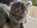2 AYLIK BRITISH LONGHAIR