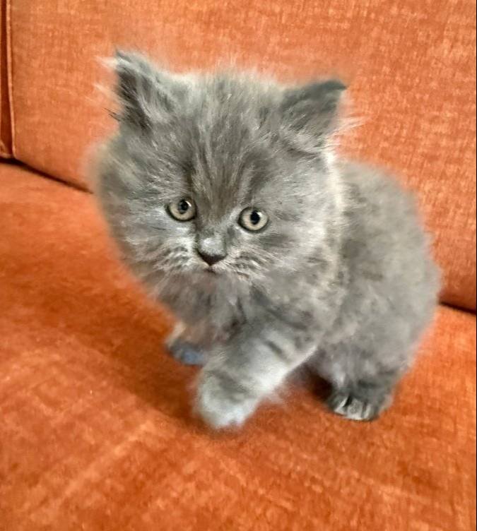 2 AYLIK BRITISH LONGHAIR