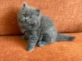 2 AYLIK BRITISH LONGHAIR