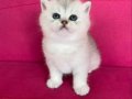 Babyface british silver 2.5 aylık yavru bebeksurat 