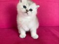 Babyface british silver 2.5 aylık yavru bebeksurat 
