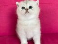Baby face british silvererkek 2.5 aylık secereli babyface