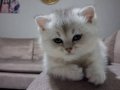 Baby face british silvererkek 2.5 aylık secereli babyface