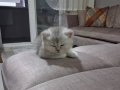 Baby face british silvererkek 2.5 aylık secereli babyface
