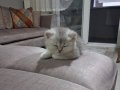 Baby Face erkek 3 aylık secereli anne babadan