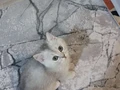 Baby Face erkek 3 aylık secereli anne babadan
