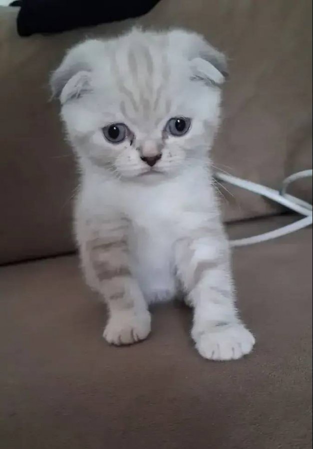 Mükemmel british shorthair yavrular