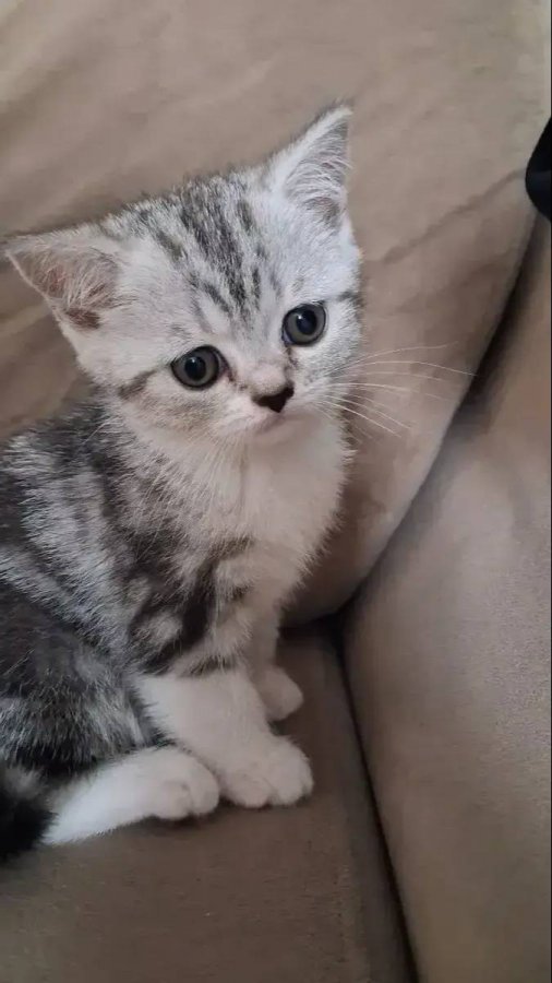 Mükemmel british shorthair yavrular