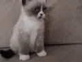 Mükemmel british shorthair yavrular