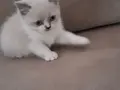 Mükemmel british shorthair yavrular