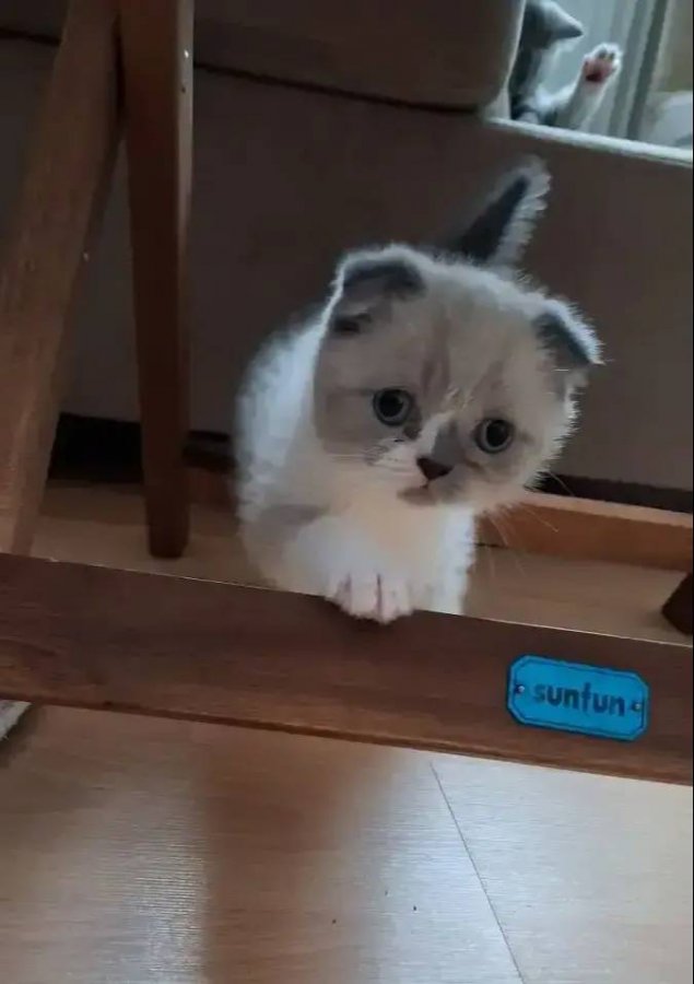 Mükemmel british shorthair yavrular