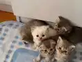 Sevimli bebişler yuva arıyor