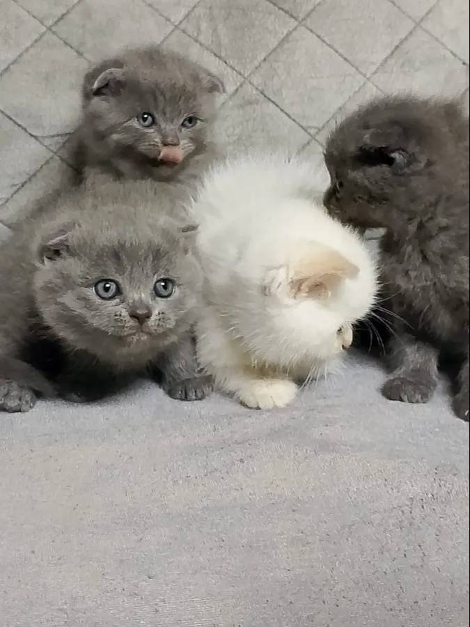 Minnoşlar yuvalarını arıyor