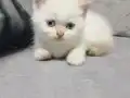 Minnoşlar yuvalarını arıyor