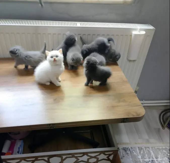 Minnoşlar yuvalarını arıyor