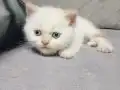 Minnoşlar yuvalarını arıyor