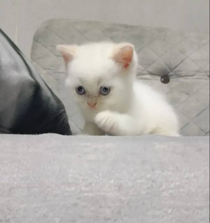 Minnoşlar yuvalarını arıyor
