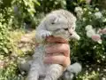 Scottish Fold Yavrular Yeni Yuvalarını Arıyor 