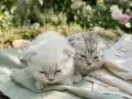 Scottish Fold Yavrular Yeni Yuvalarını Arıyor 