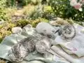 Scottish Fold Yavrular Yeni Yuvalarını Arıyor 