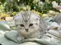 Scottish Fold Yavrular Yeni Yuvalarını Arıyor 