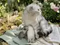 Scottish Fold Yavrular Yeni Yuvalarını Arıyor 