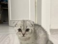 Scottish fold yavrumuz yeni yuvasını arıyor