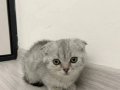 Scottish fold yavrumuz yeni yuvasını arıyor