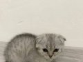 Scottish fold yavrumuz yeni yuvasını arıyor