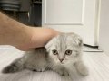 Scottish fold yavrumuz yeni yuvasını arıyor