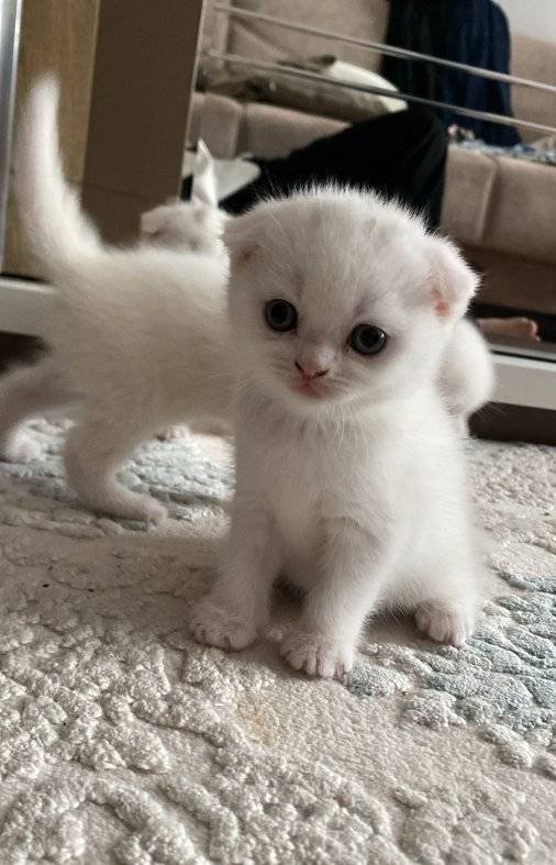 BRITISH SHORTHAIR 2 AYLIK 4 TANE YAVRU KUM EĞİTİMLİ SAFKAN