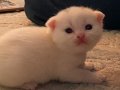 BRITISH SHORTHAIR 2 AYLIK 4 TANE YAVRU KUM EĞİTİMLİ SAFKAN
