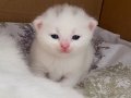 BRITISH SHORTHAIR 2 AYLIK 4 TANE YAVRU KUM EĞİTİMLİ SAFKAN
