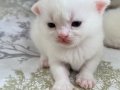 BRITISH SHORTHAIR 2 AYLIK 4 TANE YAVRU KUM EĞİTİMLİ SAFKAN