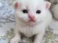 BRITISH SHORTHAIR 2 AYLIK 4 TANE YAVRU KUM EĞİTİMLİ SAFKAN