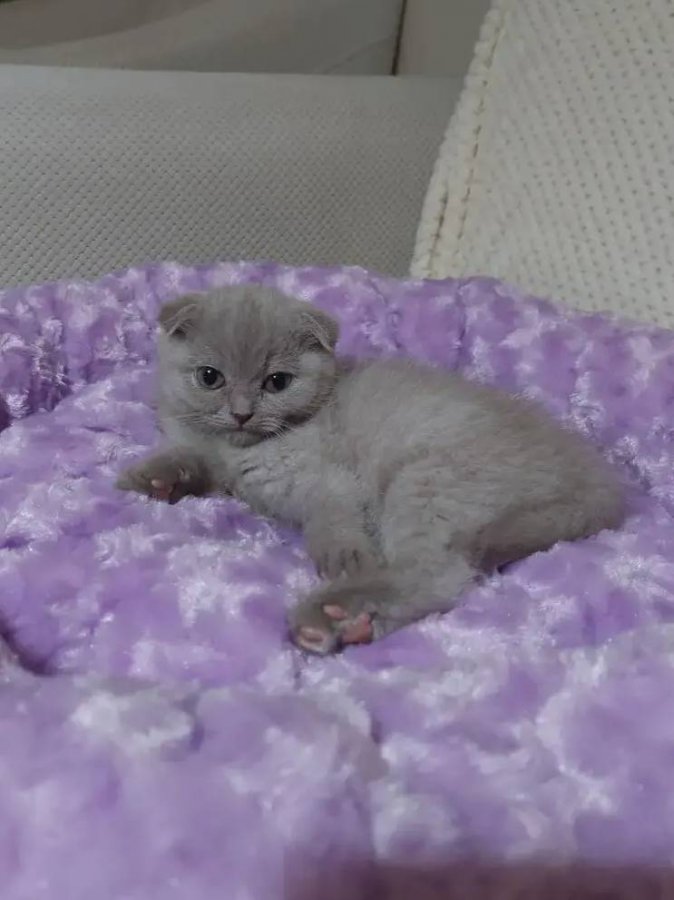 Scottish Fold