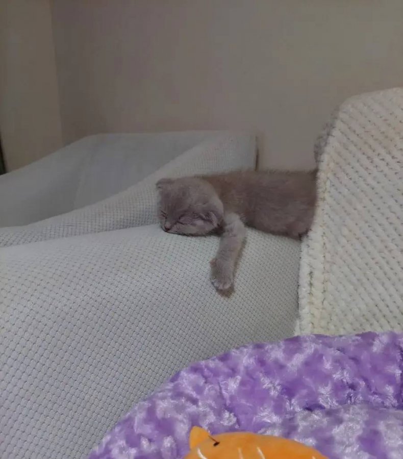 Scottish Fold