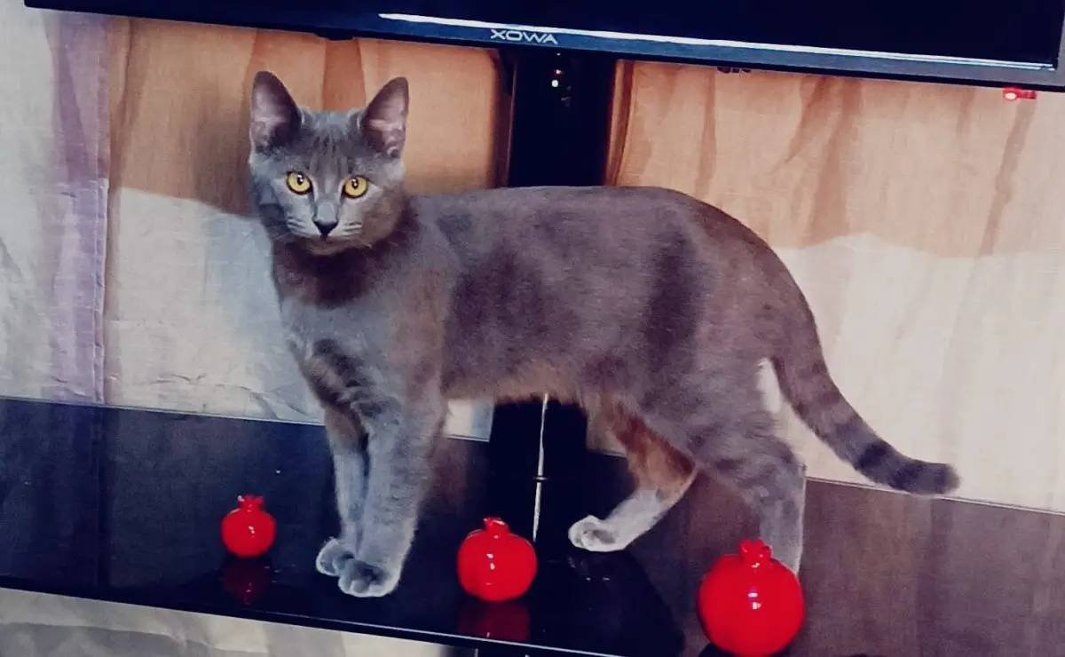 Ömürlük Ailesini Arayan Sevgi Yumağı: (Müezza) ve Yavruları