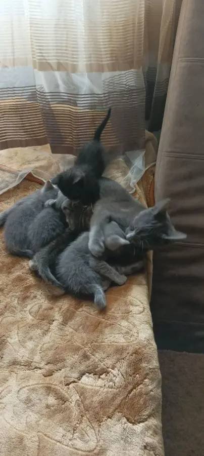 Ömürlük Ailesini Arayan Sevgi Yumağı: (Müezza) ve Yavruları