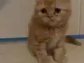 OYUNCU, CANA YAKIN ARKADAŞ