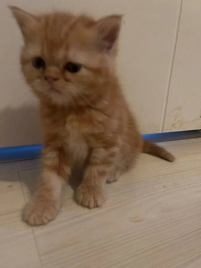OYUNCU, CANA YAKIN ARKADAŞ
