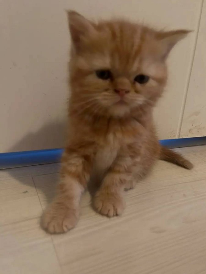 OYUNCU, CANA YAKIN ARKADAŞ