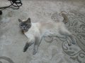 blue point yeni anne