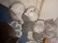 1 aylık british yavrular