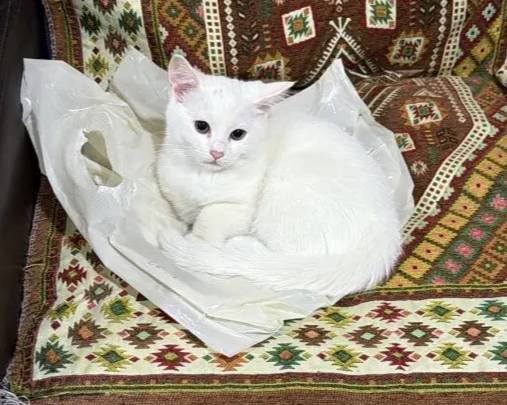 Güzel kediler