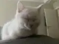 3 aylik Boncuka yuva ariyorum